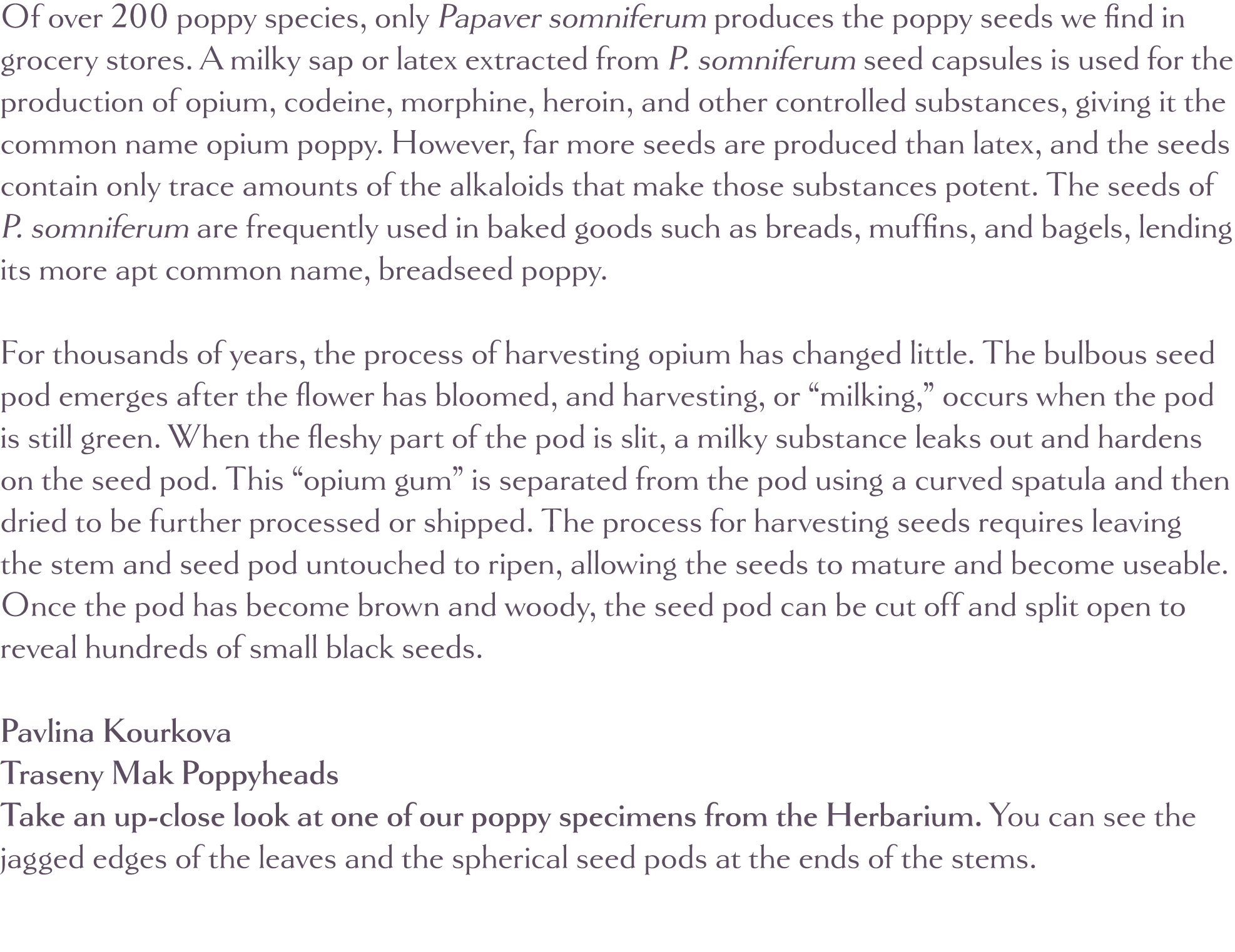 Of over 200 poppy species, only Papaver somniferum produces the poppy seeds we find in grocery stores  A milky sap or   