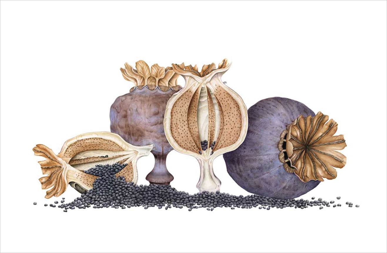 Watercolor of three dark purple blue with a orange brown crown like structure at the top  Two are left whole and one is split in half to show the black round seeds
