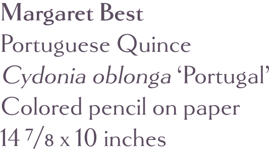 Margaret Best Portuguese Quince Cydonia oblonga  Portugal  Colored pencil on paper 14 7 8 x 10 inches