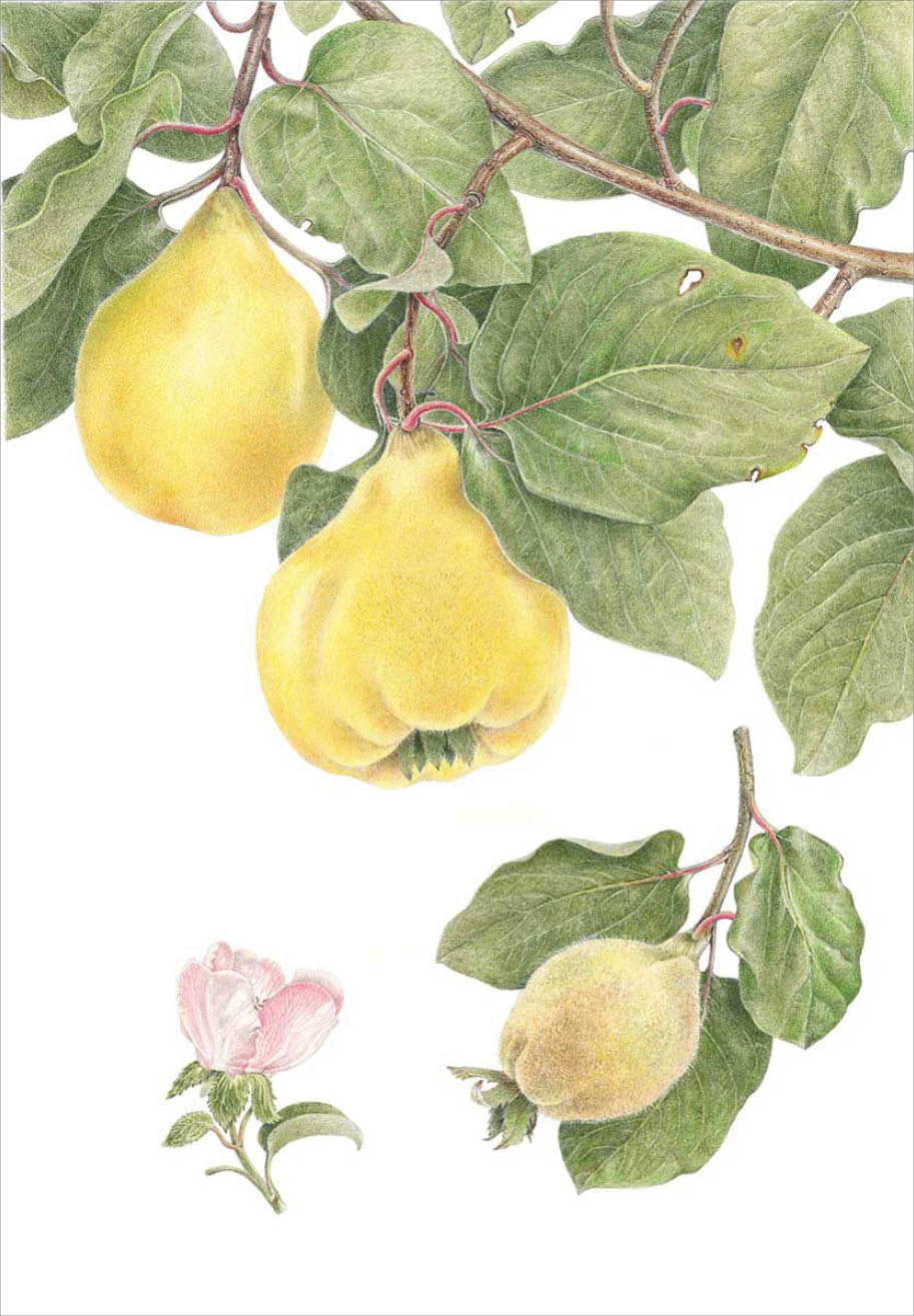 Watercolor of yellow pear shaped quince fruit hanging from brown tree branches covered in green leaves  Below the artist has depicted the pink flower and a fuzzy immature quince fruit 
