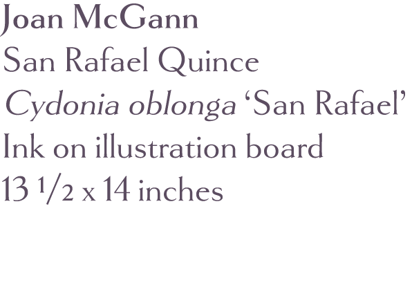 Joan McGann  San Rafael Quince Cydonia oblonga  San Rafael  Ink on illustration board 13 1 2 x 14 inches