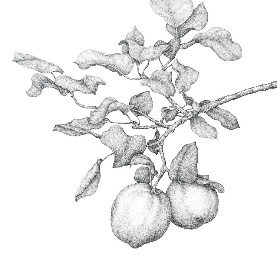 Black ink drawing of two round quince fruit hanging off a single branch