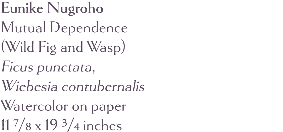 Eunike Nugroho Mutual Dependence (Wild Fig and Wasp) Ficus punctata, Wiebesia contubernalis Watercolor on paper 11 7    