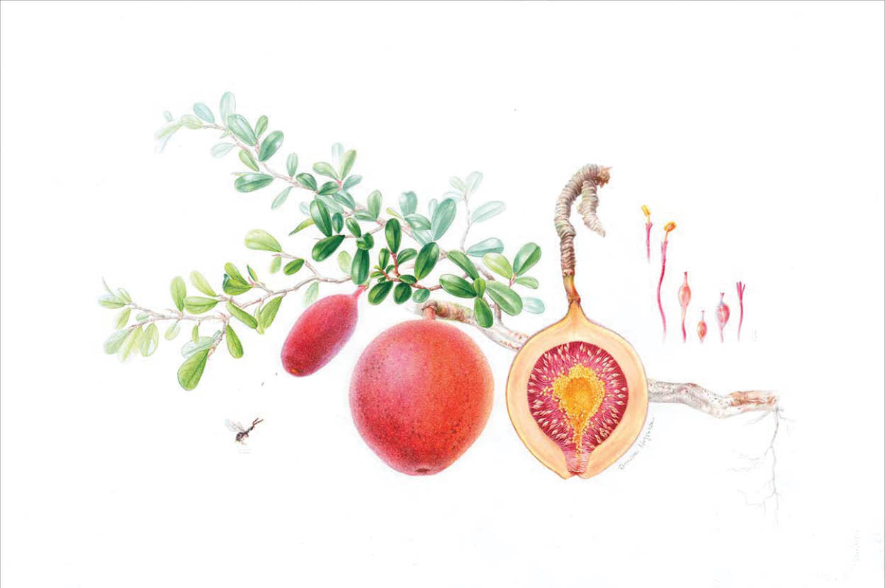 Watercolor of a red orange fig at different stages of development and a small wasp  A cross section of the fig reveal the yellow flesh and red yellow seeds in the center of the fruit