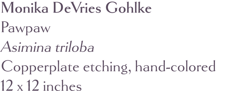 Monika DeVries Gohlke Pawpaw Asimina triloba Copperplate etching, hand-colored 12 x 12 inches