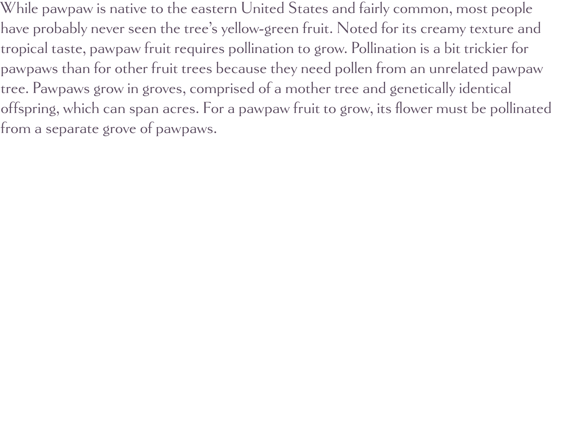 While pawpaw is native to the eastern United States and fairly common, most people have probably never seen the tree    