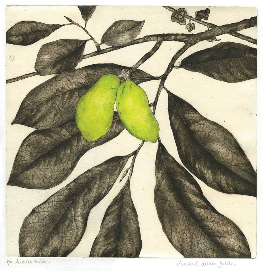 Hand colored etching of a yellow green oblong pawpaw fruit set amongst long veined leaves