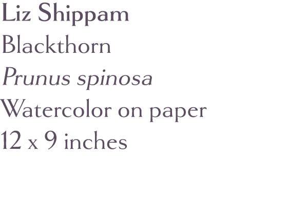 Liz Shippam  Blackthorn Prunus spinosa Watercolor on paper 12 x 9 inches