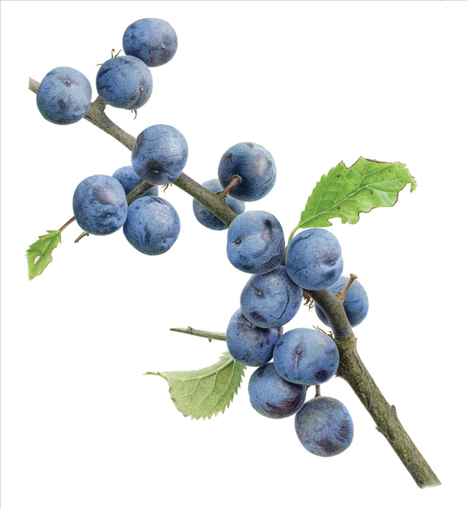 Watercolor of many small round deep blue fruit growing off a brown branch 
