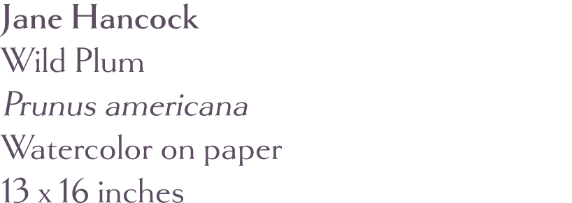 Jane Hancock Wild Plum Prunus americana  Watercolor on paper 13 x 16 inches