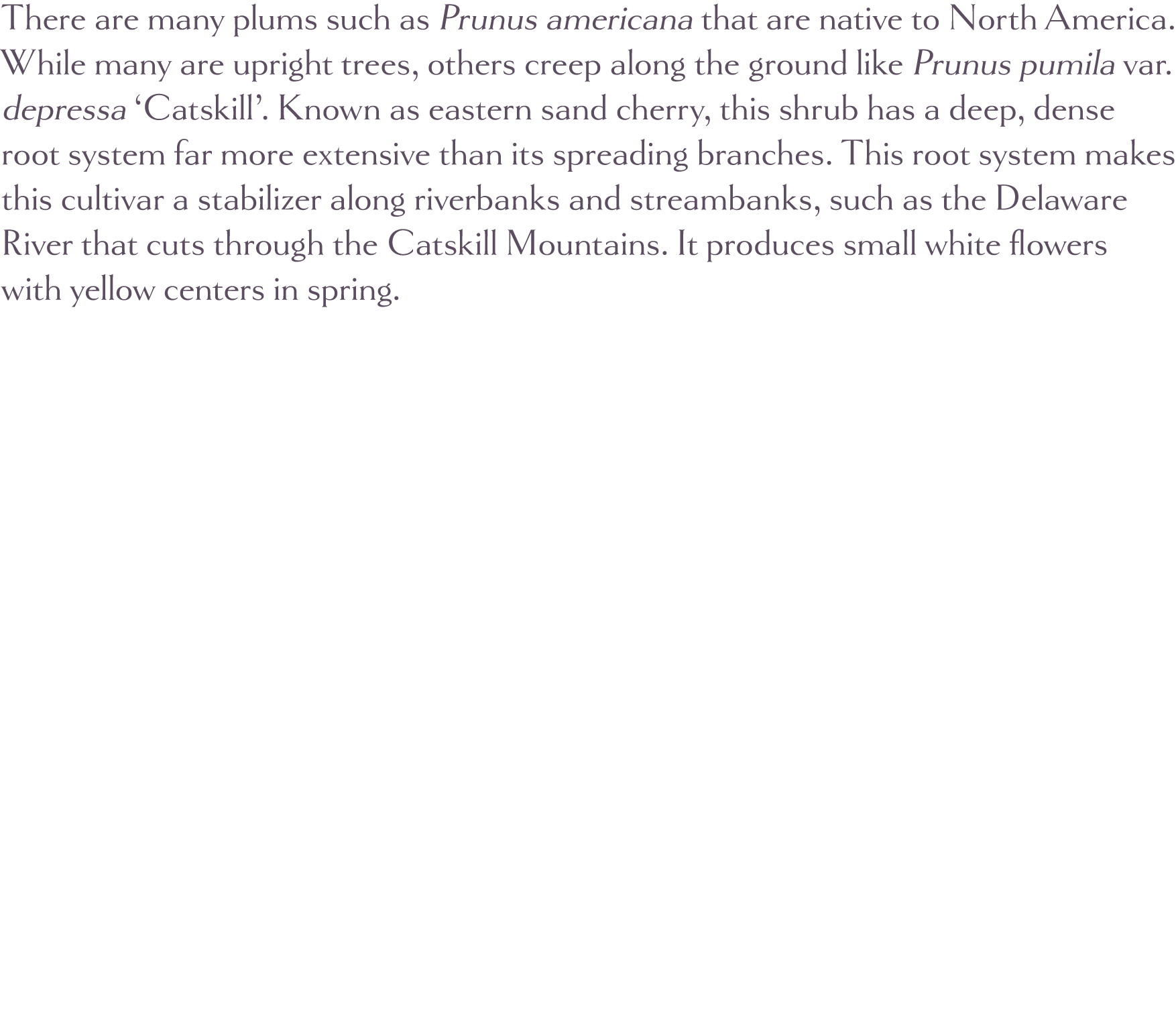 There are many plums such as Prunus americana that are native to North America  While many are upright trees, others    