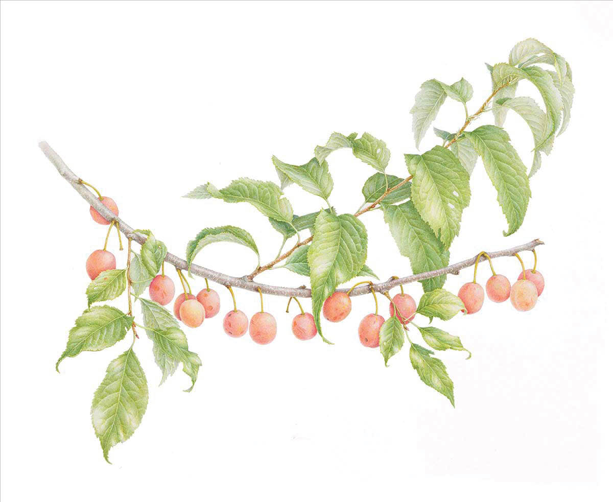 Watercolor of several orange round plums hanging from a brown branch with oblong green leaves