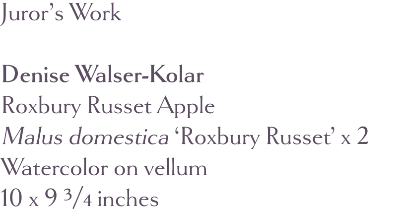 Juror s Work Denise Walser-Kolar  Roxbury Russet Apple Malus domestica  Roxbury Russet  x 2 Watercolor on vellum 10 x   