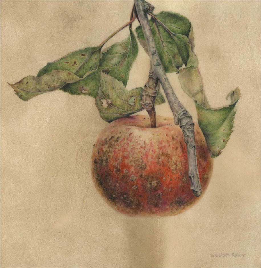 Watercolor on vellum of muted red apple covered in brown spots  growing from a dried stem with withered green leaves