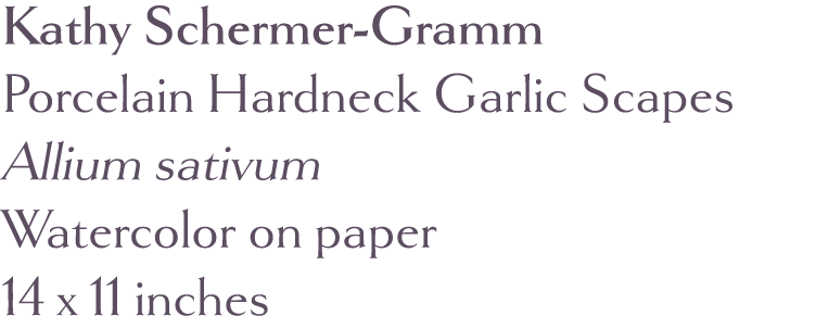 Kathy Schermer-Gramm Porcelain Hardneck Garlic Scapes Allium sativum Watercolor on paper 14 x 11 inches