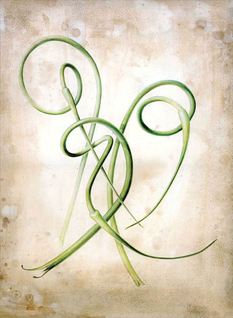 Watercolor of long thin curled and entangled garlic scapes