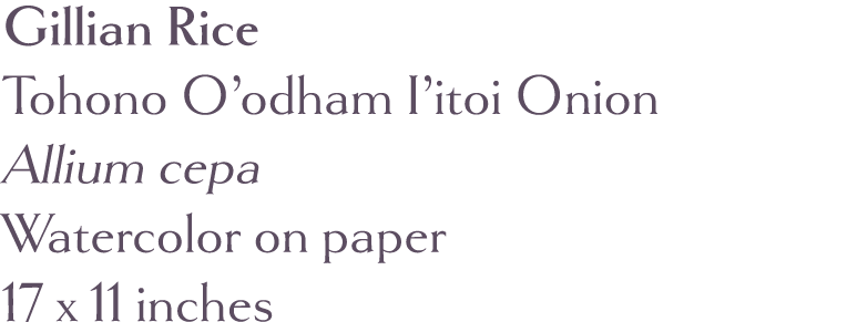 Gillian Rice Tohono O odham I itoi Onion Allium cepa  Watercolor on paper 17 x 11 inches 