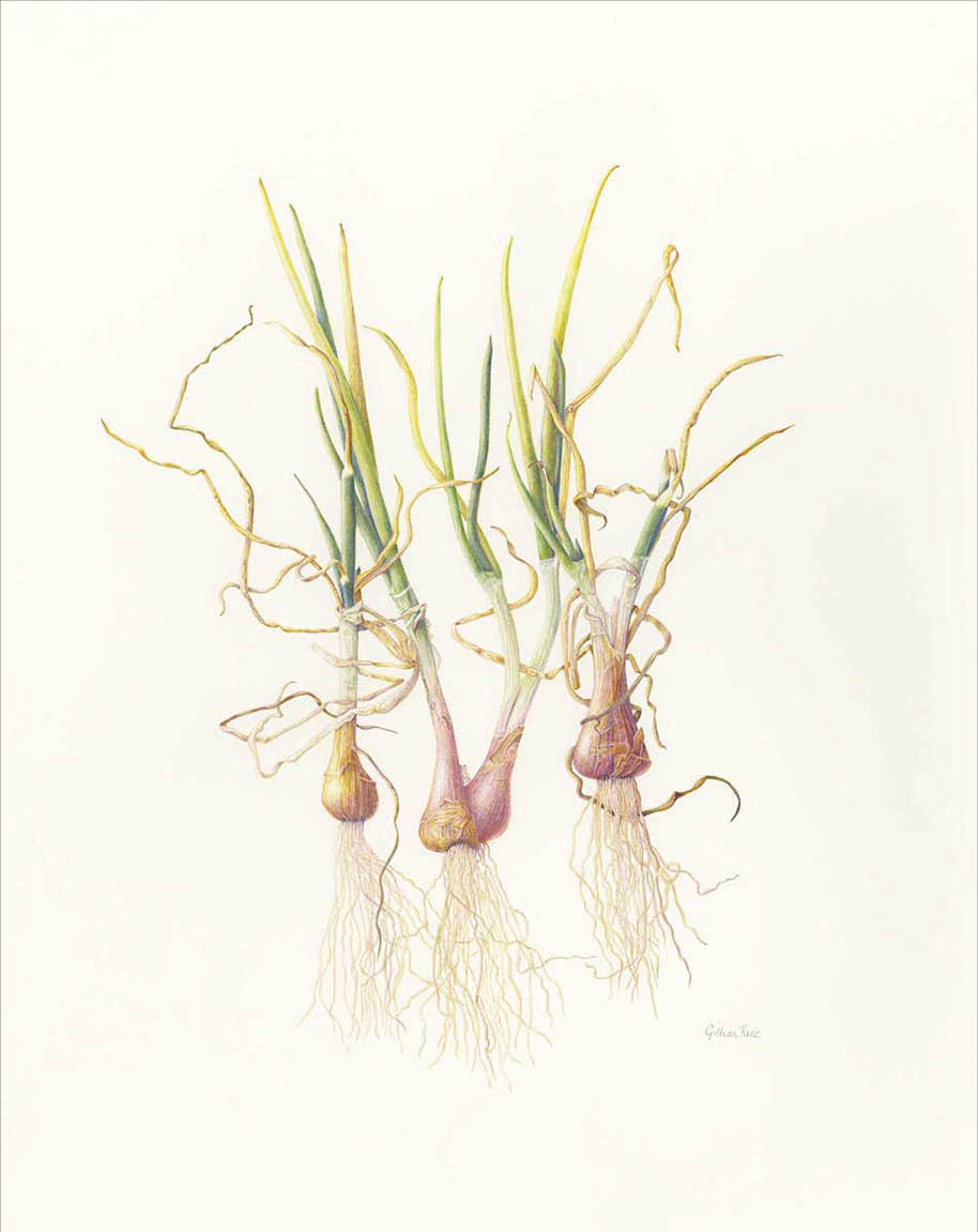 Watercolor of four purple onion bulbs with green and yellow leaves growing from the top of bulbs