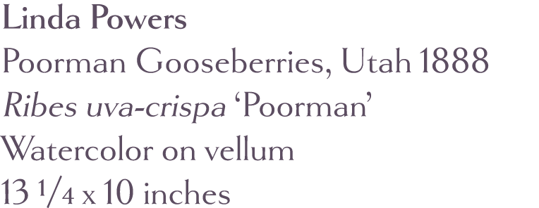 Linda Powers Poorman Gooseberries, Utah 1888 Ribes uva-crispa  Poorman  Watercolor on vellum 13 1 4 x 10 inches 