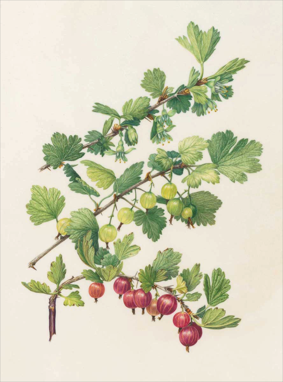 Watercolor of gooseberries as flowers and as green immature berries and as deep purple vertical striped mature berries