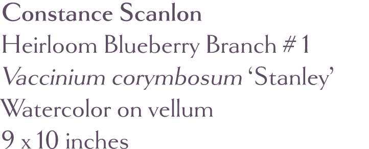 Constance Scanlon Heirloom Blueberry Branch # 1  Vaccinium corymbosum  Stanley  Watercolor on vellum 9 x 10 inches 