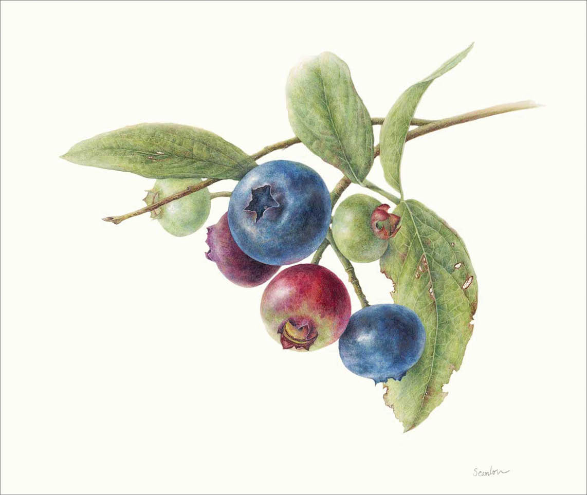 Watercolor of six blueberries some ripe others young green fruit