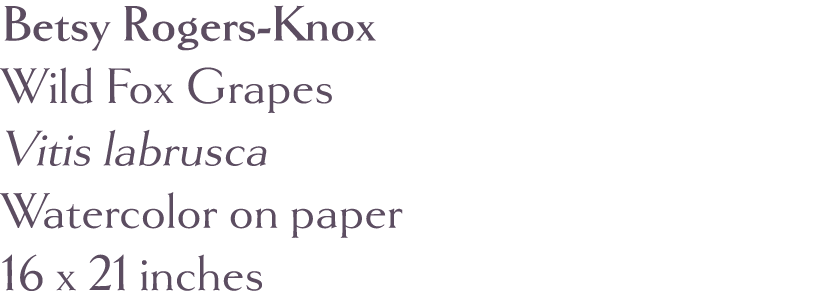 Betsy Rogers-Knox Wild Fox Grapes Vitis labrusca  Watercolor on paper 16 x 21 inches