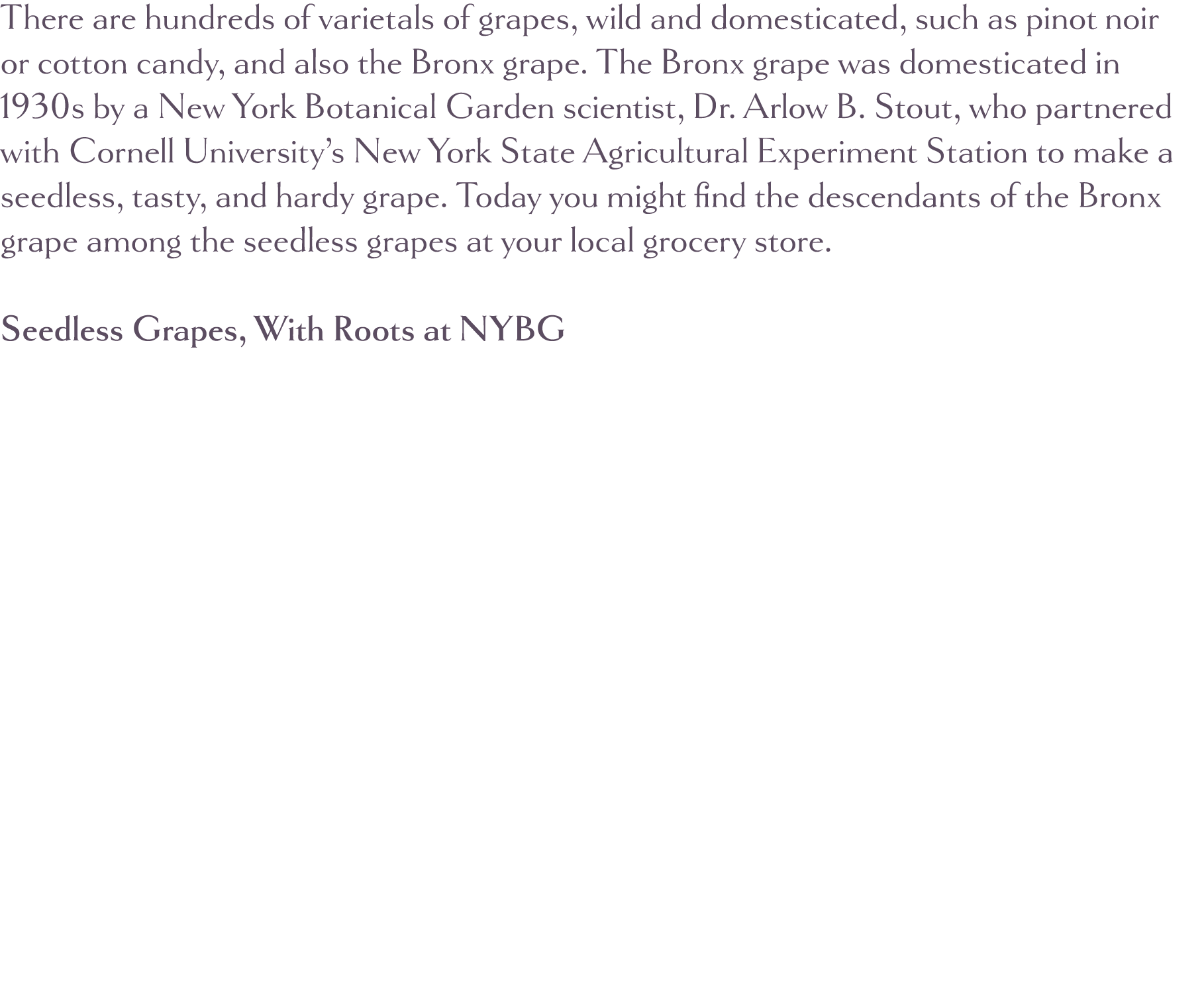 There are hundreds of varietals of grapes, wild and domesticated, such as pinot noir or cotton candy, and also the Br   