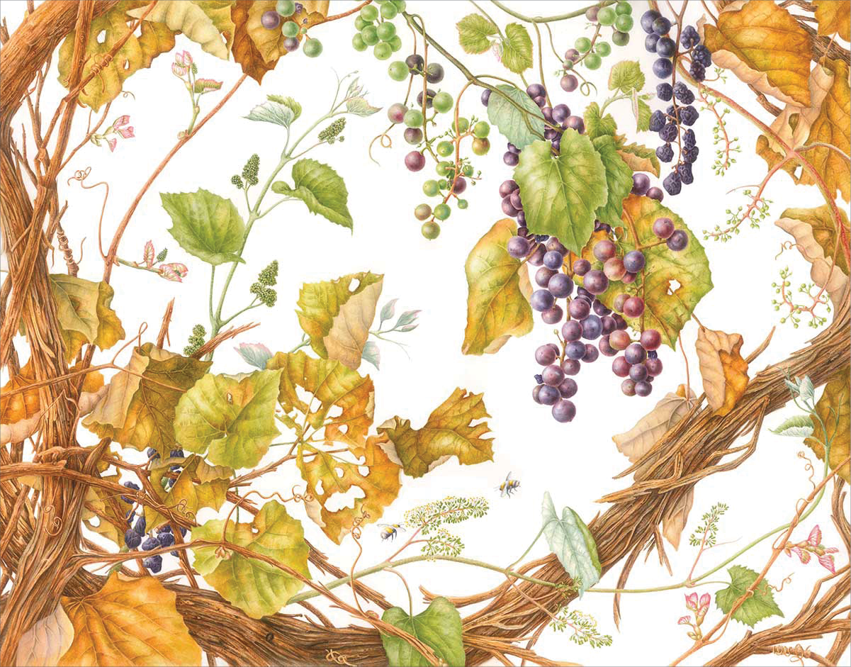 Watercolor of a wild fox grape plant with orange brown woody vines and deep purple grapes