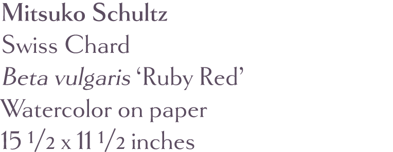 Mitsuko Schultz Swiss Chard Beta vulgaris  Ruby Red   Watercolor on paper 15 1 2 x 11 1 2 inches 