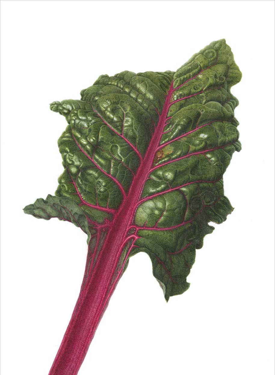 Watercolor of a deep green swiss chard leaf with a purple pink stem and veins