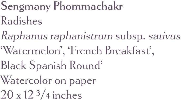 Sengmany Phommachakr  Radishes Raphanus raphanistrum subsp  sativus  Watermelon ,  French Breakfast , Black Spanish R   