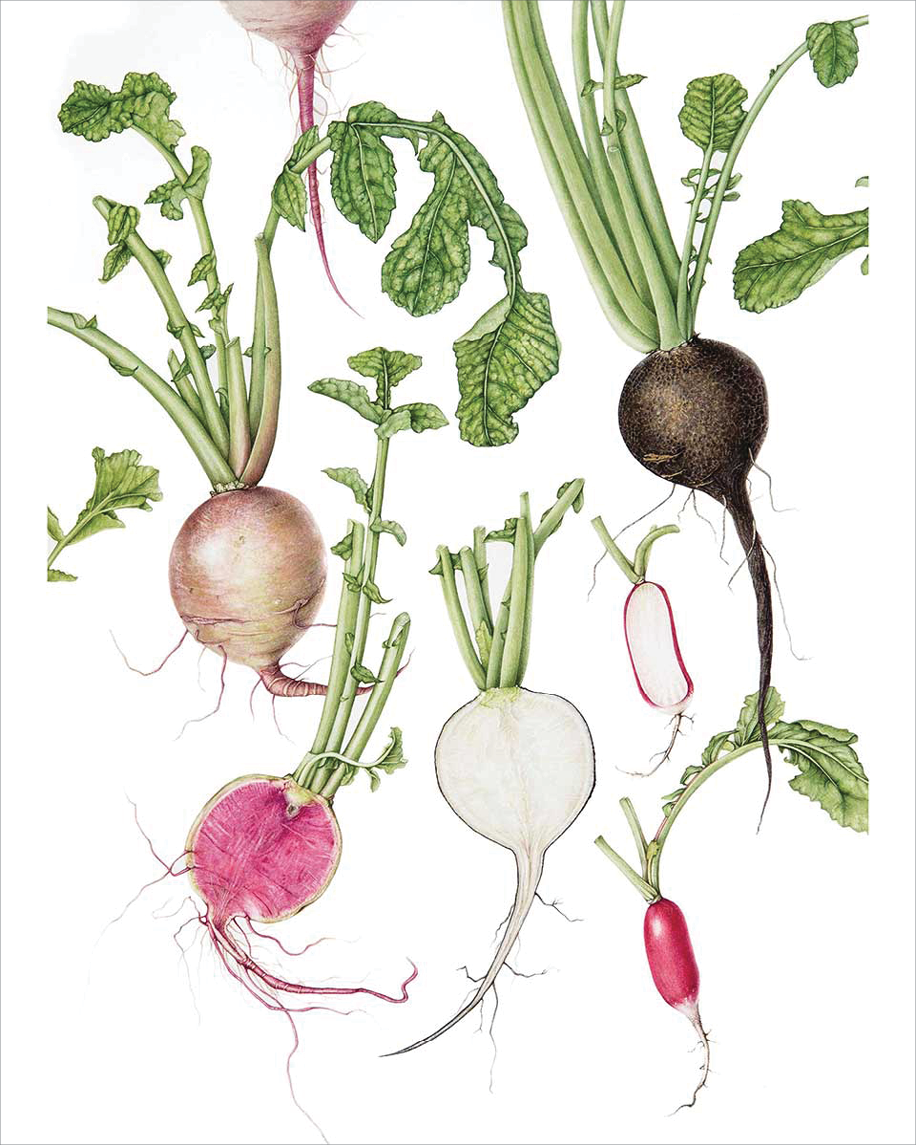 Watercolor of three types of radishes one a deep brown with a pure white interior, one a muted purple exterior with bright pink interior, and a small oblong red radish with white interior