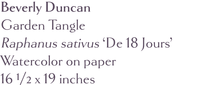 Beverly Duncan Garden Tangle Raphanus sativus  De 18 Jours  Watercolor on paper 16 1 2 x 19 inches 