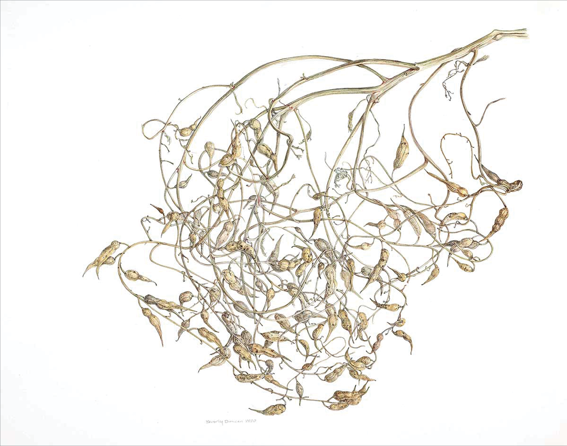 Watercolor of long thin brown curled and entangled vines with small yellow brown seed pods