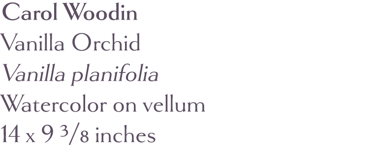 Carol Woodin Vanilla Orchid Vanilla planifolia Watercolor on vellum 14 x 9 3 8 inches 