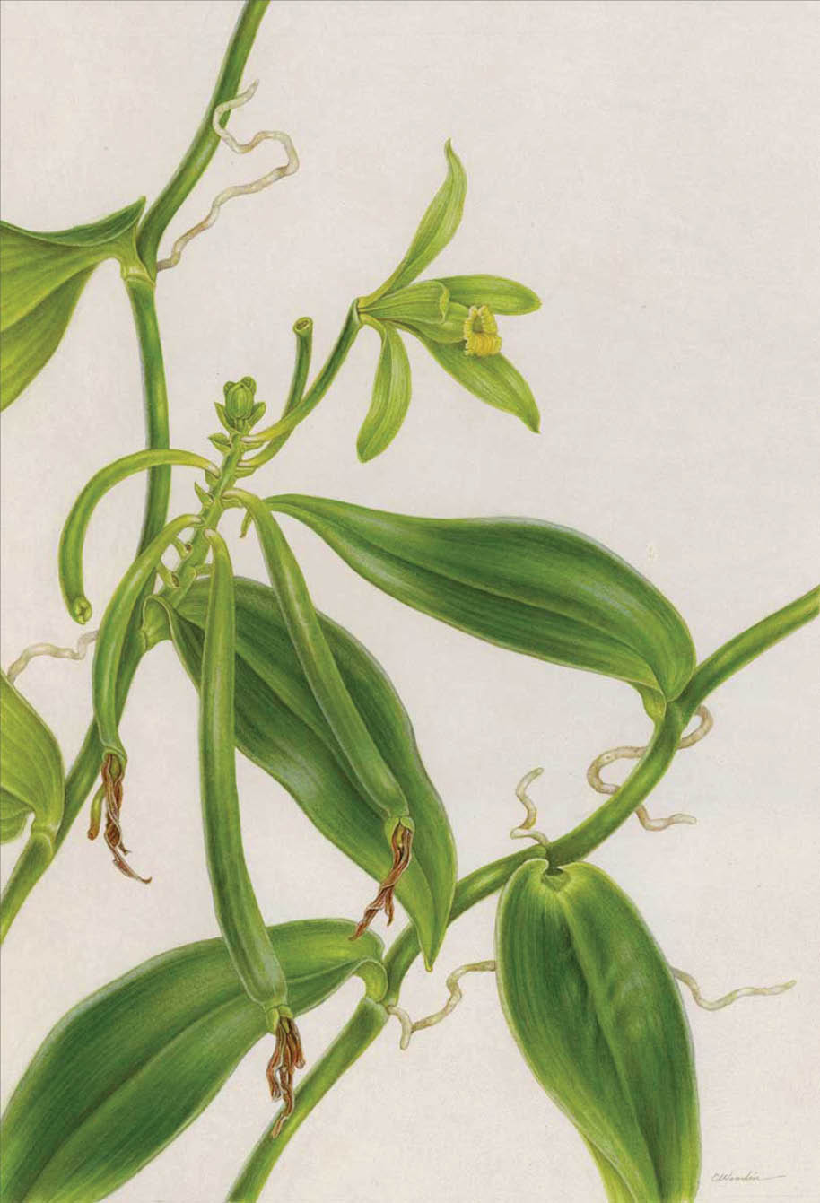 Watercolor of a blooming vanilla orchid with long green immature vanilla beans and large long green leaves