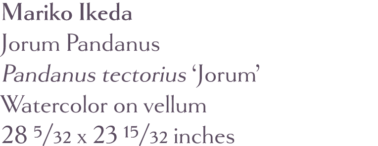 Mariko Ikeda Jorum Pandanus Pandanus tectorius  Jorum  Watercolor on vellum 28 5 32 x 23 15 32 inches 