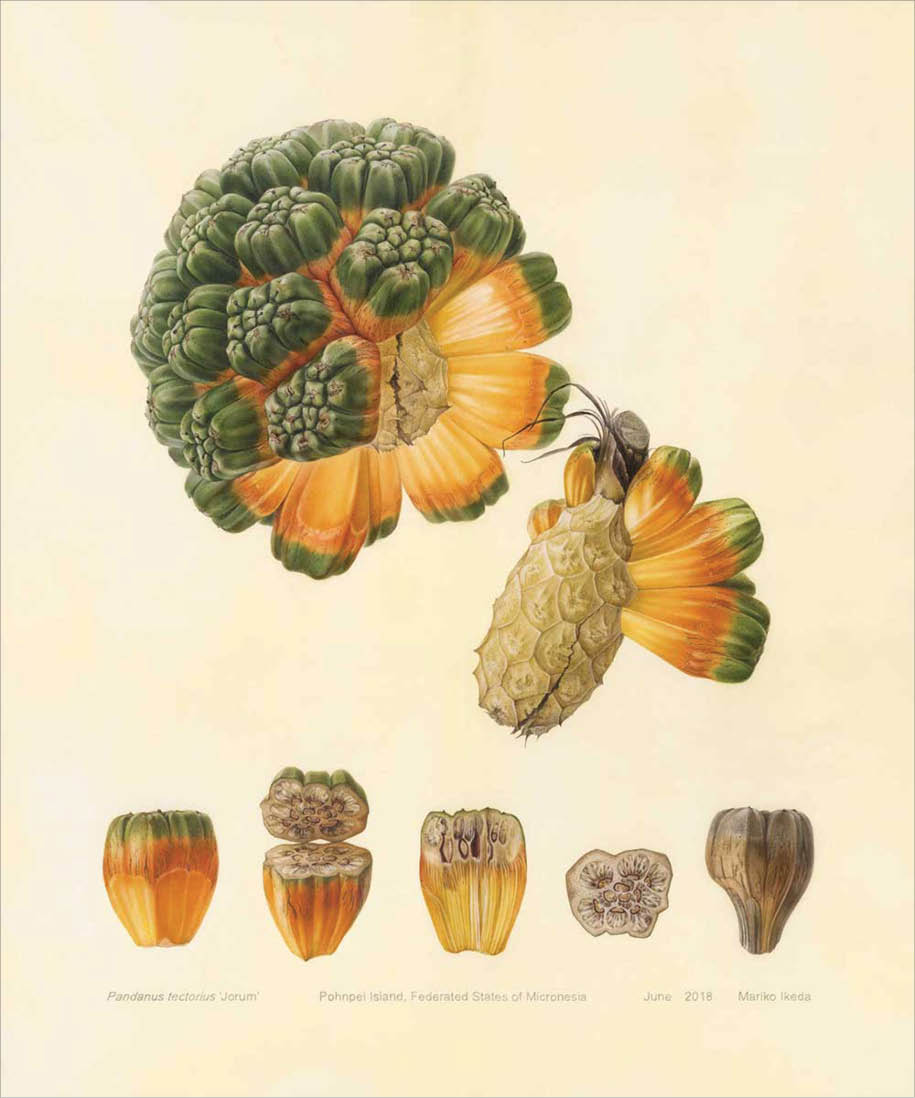 Watercolor of pandanus with fruit segments that are bright orange with deep green at the top