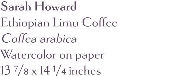 Sarah Howard Ethiopian Limu Coffee Coffea arabica Watercolor on paper 13 7 8 x 14 1 4 inches 
