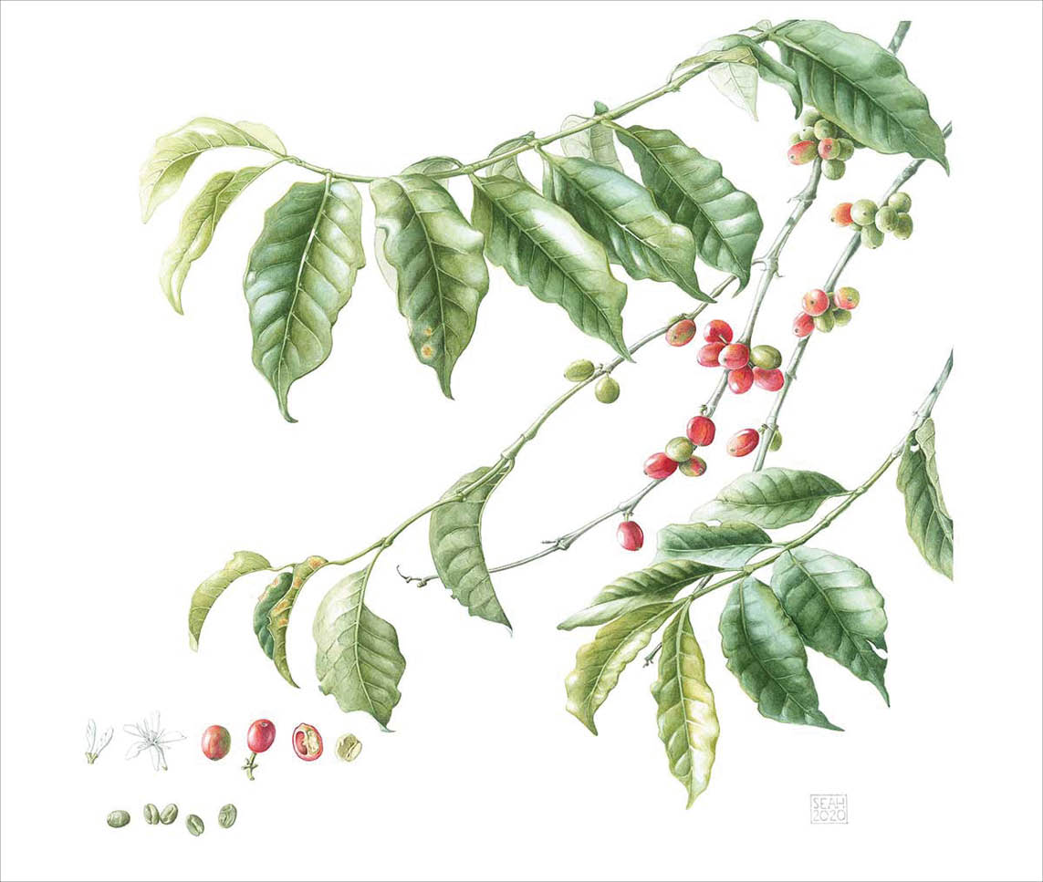 Watercolor depicting red and green coffee beans on green branches with oblong green leaves
