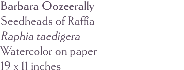 Barbara Oozeerally Seedheads of Raffia Raphia taedigera Watercolor on paper 19 x 11 inches 