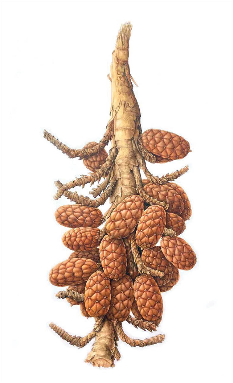 Watercolor depicting the orange brown scaled seed heads of raphia attached the thick brown stalk
