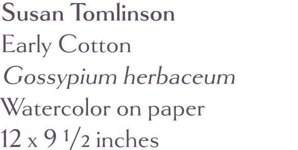 Susan Tomlinson  Early Cotton Gossypium herbaceum Watercolor on paper 12 x 9 1 2 inches