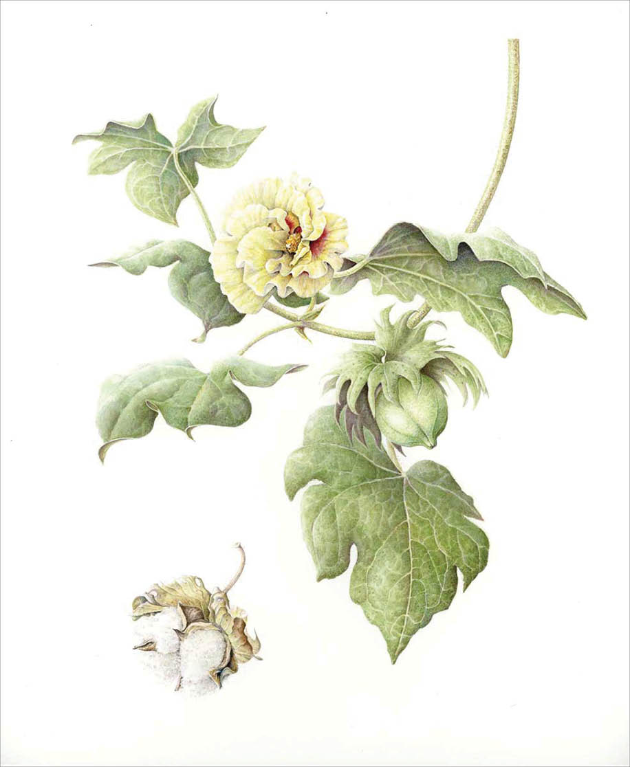 Watercolor of early cotton with muted yellow flower, a green unopened cotton boll, and an opened cotton boll with fluffy white cotton