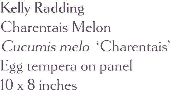 Kelly Radding Charentais Melon Cucumis melo  Charentais  Egg tempera on panel 10 x 8 inches