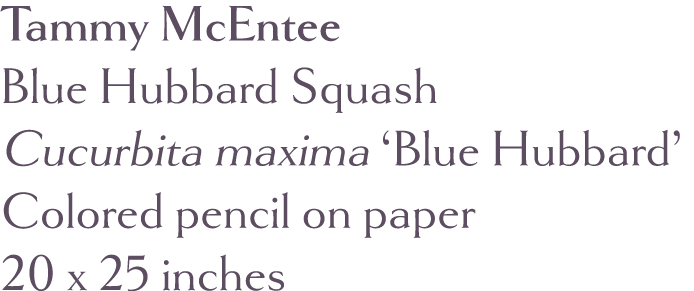 Tammy McEntee Blue Hubbard Squash Cucurbita maxima  Blue Hubbard  Colored pencil on paper 20 x 25 inches 