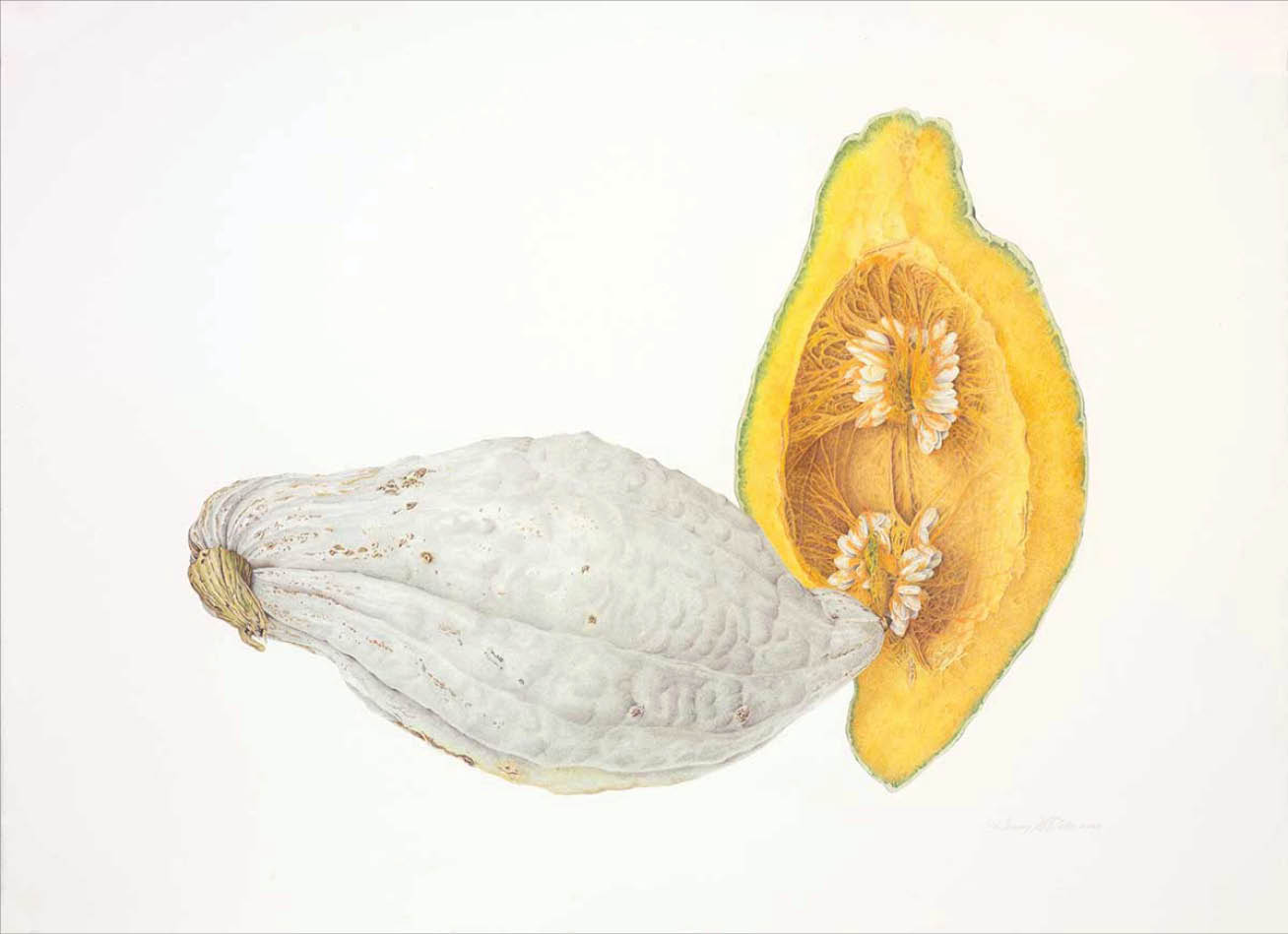 Colored pencil drawing of blue gray squash on its side and a cross section showing the bright orange flesh and clumps of white seeds