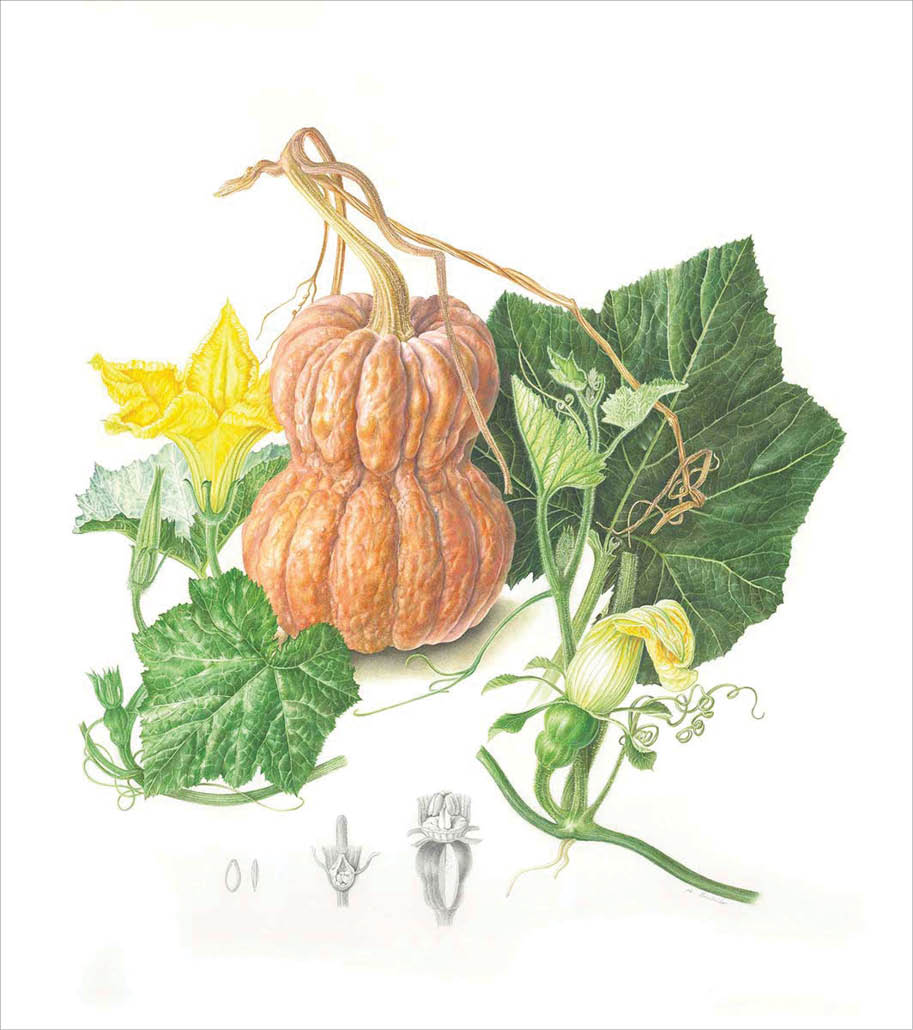 Watercolor of an hourglass shaped deeply ridged orange pumpkin surrounded by large green leaves and yellow flowers