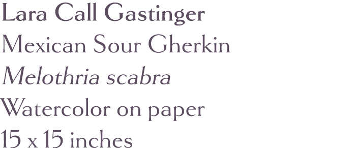 Lara Call Gastinger Mexican Sour Gherkin Melothria scabra Watercolor on paper 15 x 15 inches